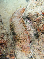 Holothuria arguinensis