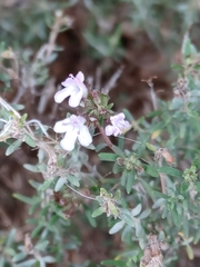 Thymus vulgaris