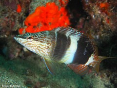 Serranus papilionaceus