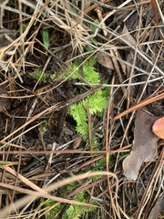 Lycopodiella appressa