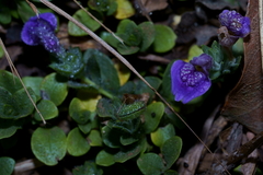 Hygrophila serpyllum