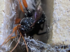 Echthromorpha intricatoria