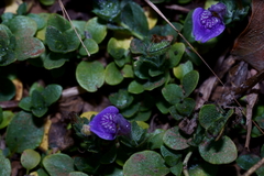 Hygrophila serpyllum