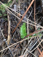 Lycopodiella appressa