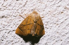 Apoda limacodes
