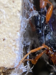 Echthromorpha intricatoria