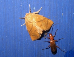 Apoda limacodes
