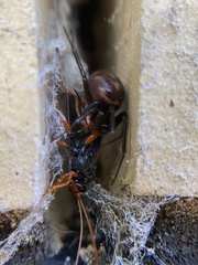 Echthromorpha intricatoria