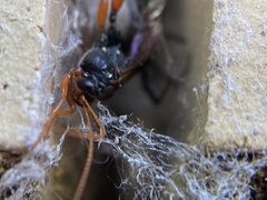 Echthromorpha intricatoria