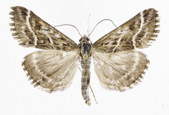 Evergestis lichenalis