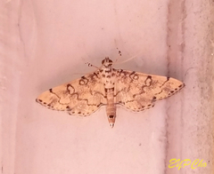 Lamprosema tampiusalis