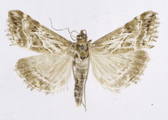 Evergestis spiniferalis