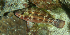 Scarus taeniopterus