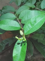 Wrightia antidysenterica