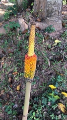 Amorphophallus