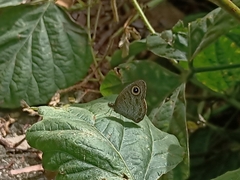 Ypthima horsfieldii humei
