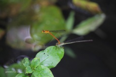 Ceriagrion