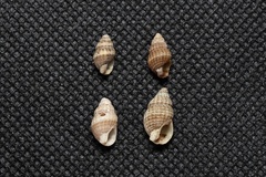 Nassarius multigranosus