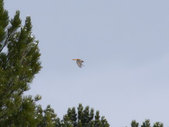 Phoenicurus erythronotus