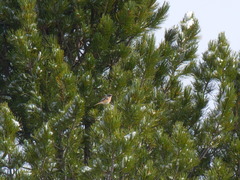 Phoenicurus erythronotus