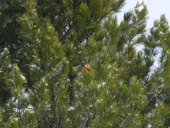 Phoenicurus erythronotus