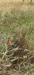 Danaus chrysippus orientis