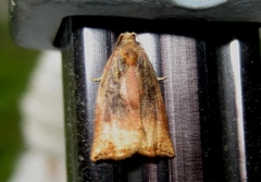 Archips podana