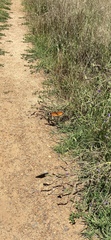 Danaus chrysippus orientis