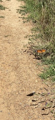 Danaus chrysippus orientis