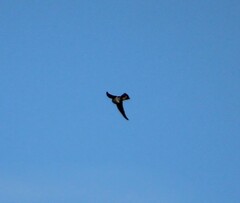 Hirundo rustica