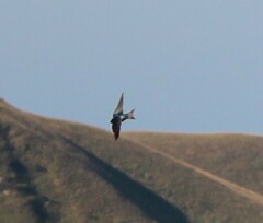 Hirundo rustica