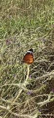 Danaus chrysippus orientis