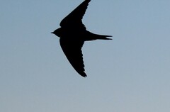 Hirundo rustica
