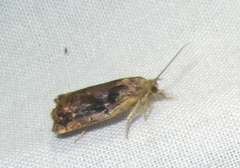 Archips oporana