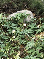 Helleboreae