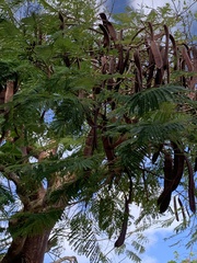 Leucaena pulverulenta