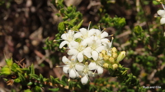 Agathosma apiculata