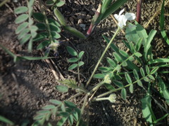 Gueldenstaedtia verna