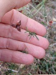 Fumana ericifolia