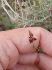 Fumana ericifolia
