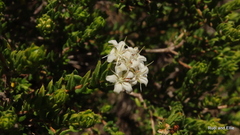 Agathosma apiculata