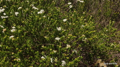 Agathosma apiculata