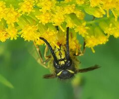 Dolichovespula norvegicoides