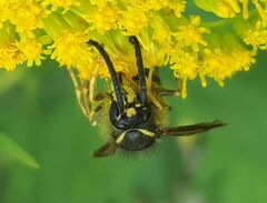Dolichovespula norvegicoides