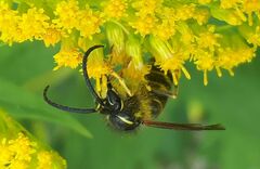 Dolichovespula norvegicoides