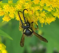 Dolichovespula norvegicoides