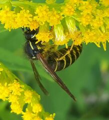 Dolichovespula norvegicoides