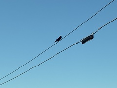 Corvus brachyrhynchos
