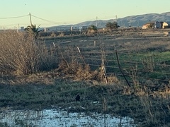 Corvus brachyrhynchos