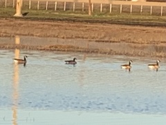 Branta canadensis